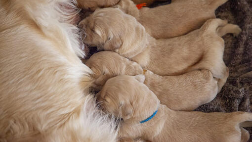 Mastitis in Dogs Symptoms Treatment Prevention Purina